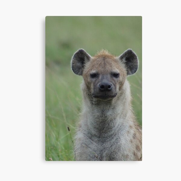 A grumpy Hyena Canvas Print