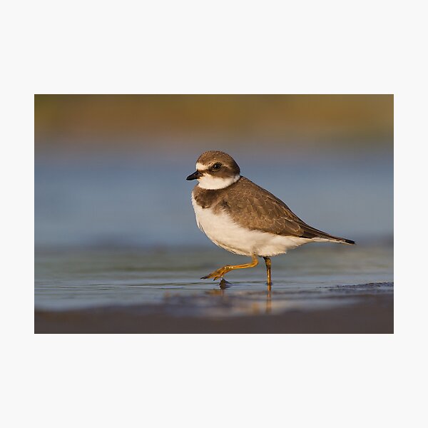Item preview, Strutting juvenile Semipalmated Plover. designed and sold by Daniel Cadieux.