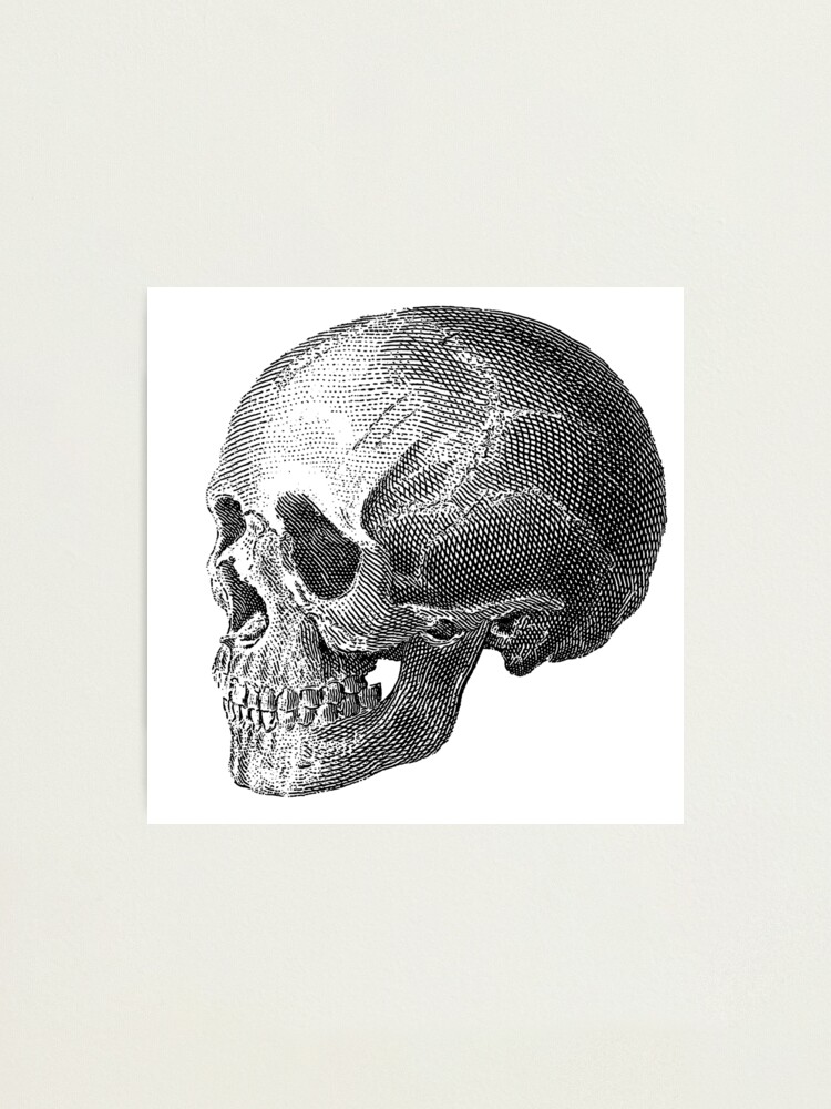 Vintage skull Engraving illustration. 