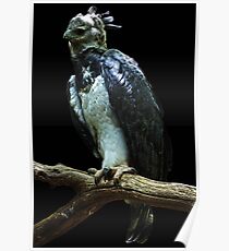 Harpy Eagle Poster