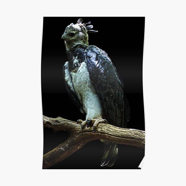 Harpy Eagle Poster