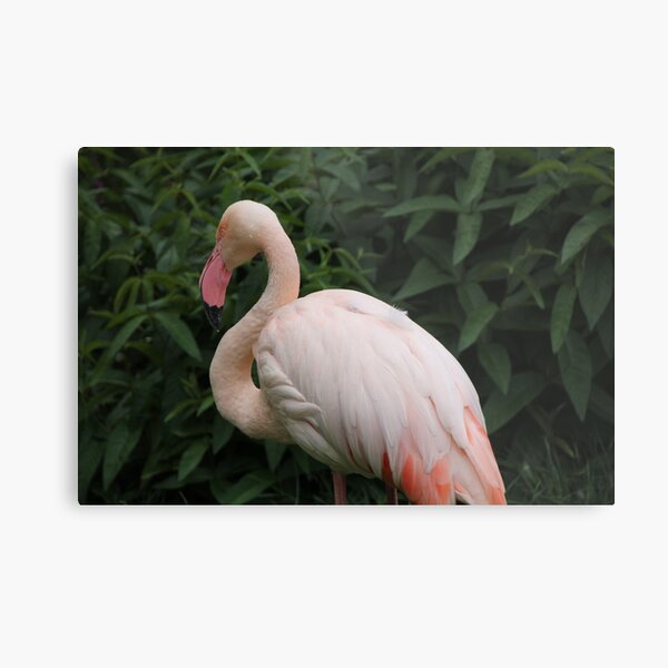Flamingo Metal Print