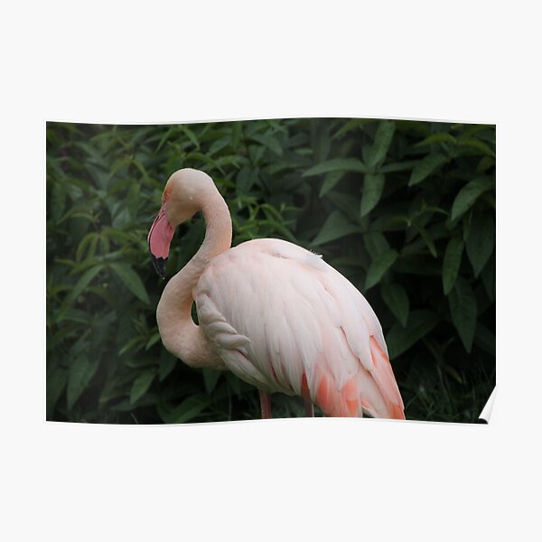 Flamingo Poster