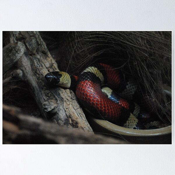 Pueblan milk snake Poster