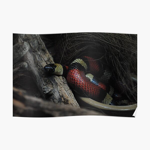 Pueblan milk snake Poster