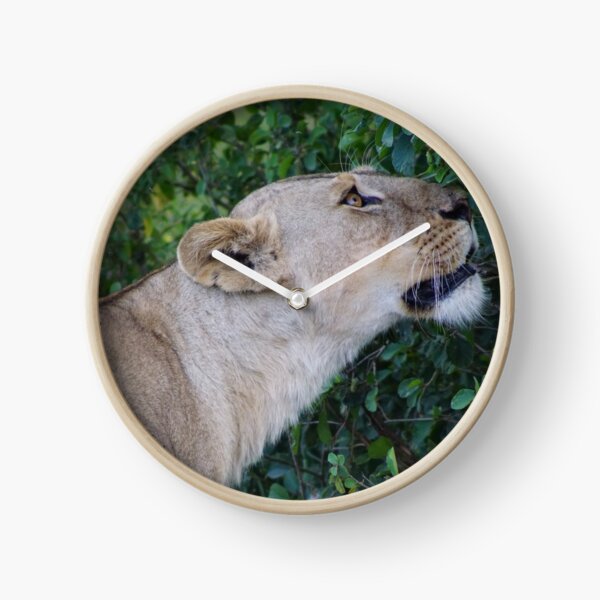 Lioness after the hunt Clock