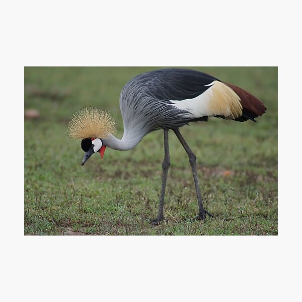 Grey Crowned Crane Photographic Print