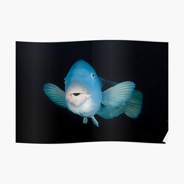 Eastern Blue Groper - Achoerodus viridis Poster