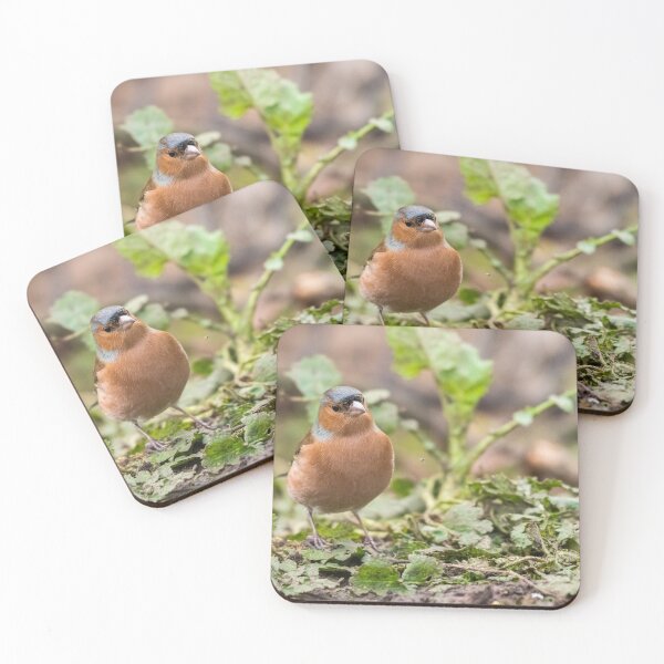 Item preview, Chaffinch (Fringilla coelebs). designed and sold by Logopad.