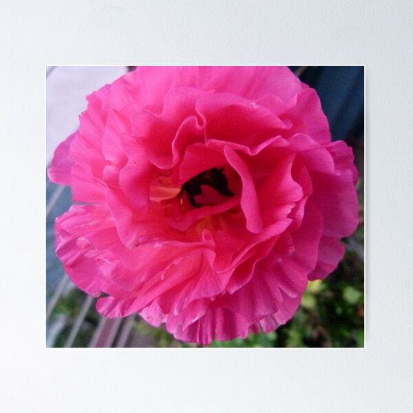 Item preview, Rannuncula Pincus designed and sold by DEB CAMERON.