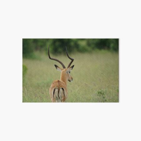 Impala Art Board Print