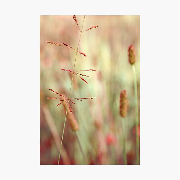 avant-plan Photographic Print