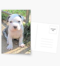 Rocco Postcards
