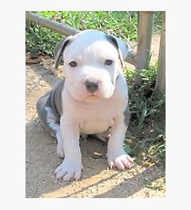 Rocco Photographic Print