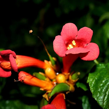 Vorschaubild zum Design Botany 7 von Roddy Anderson