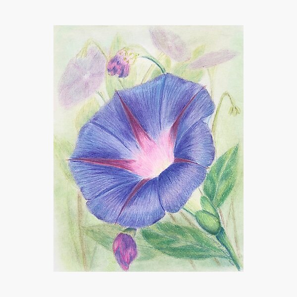 Morning Glory Photographic Print
