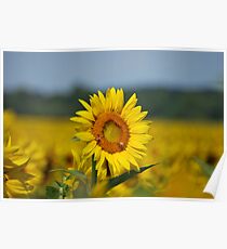 Sunflower and Beez Poster