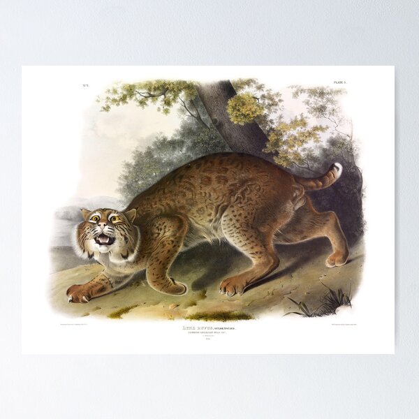 Item preview, Common American Lynx - James Audubon designed and sold by billythekidtees.