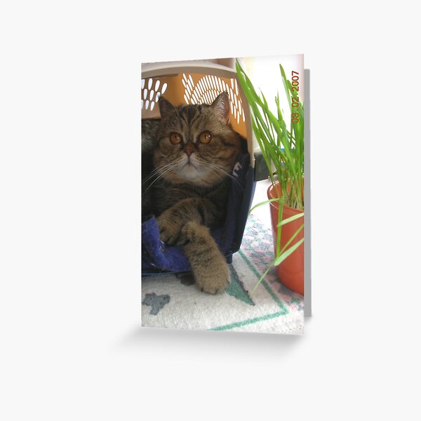 who's up there? Greeting Card