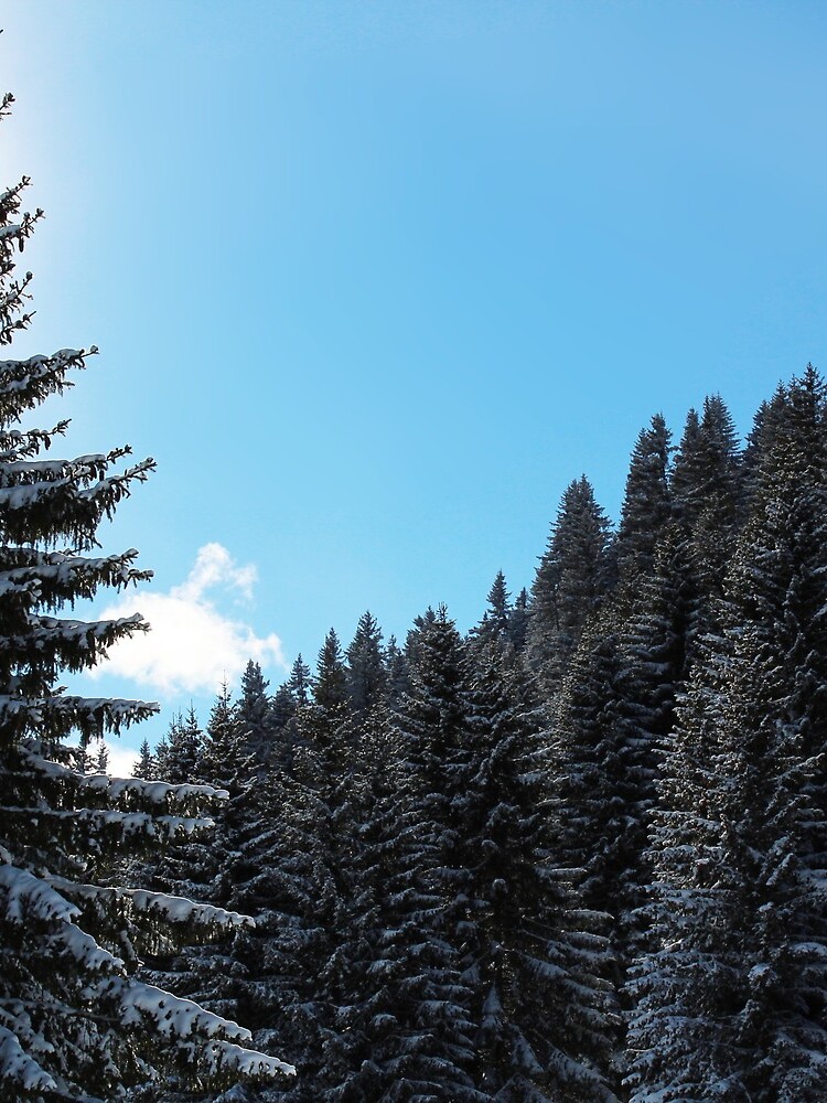 Brambrüesch, Winterwald von graubuendner