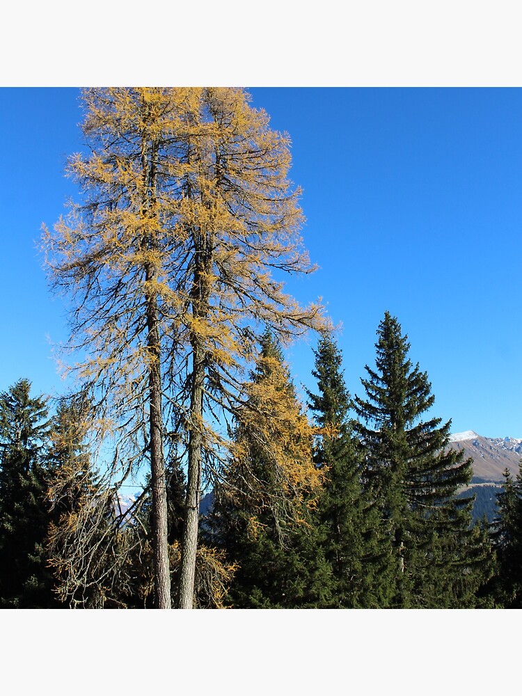 Brambrüesch, Wald im Herbst von graubuendner
