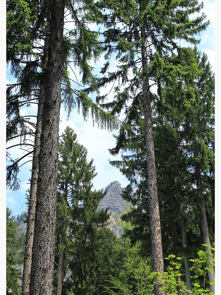 Chur, Bündner Wald, Fürstenwald von graubuendner