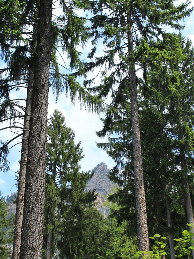 Chur, Bündner Wald, Fürstenwald von graubuendner
