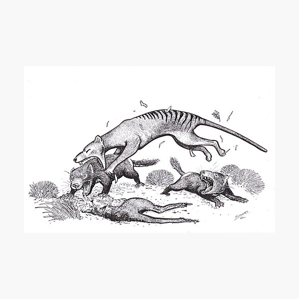 Thylacine attacking devils Photographic Print