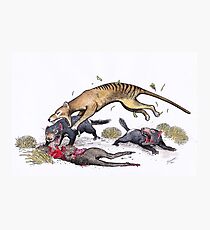 Thylacine attacking the devil Photographic Print