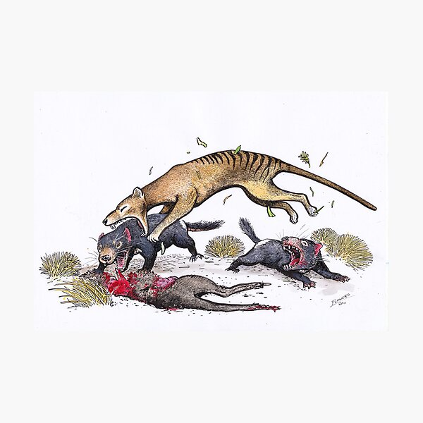 Thylacine attacking the devil Photographic Print