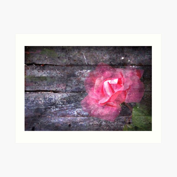 For Ash: Once You Gave Me a Rose... Art Print