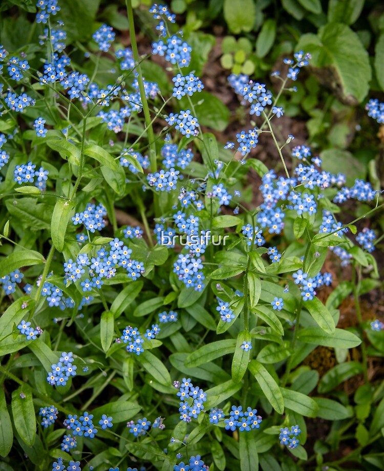 Funda y vinilo para iPad «Pequeñas flores silvestres azules» de brusifur |  Redbubble