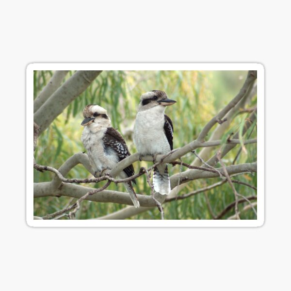 Kookaburra sits in the old gum tree Sticker