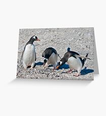 Auditioning for Mr Popper's Penguins Greeting Card