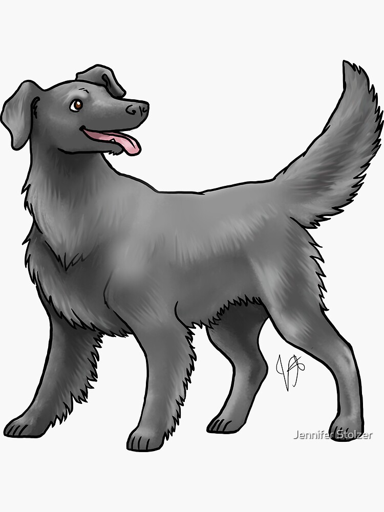 Flat-Coated Retriever by jameson9101322
