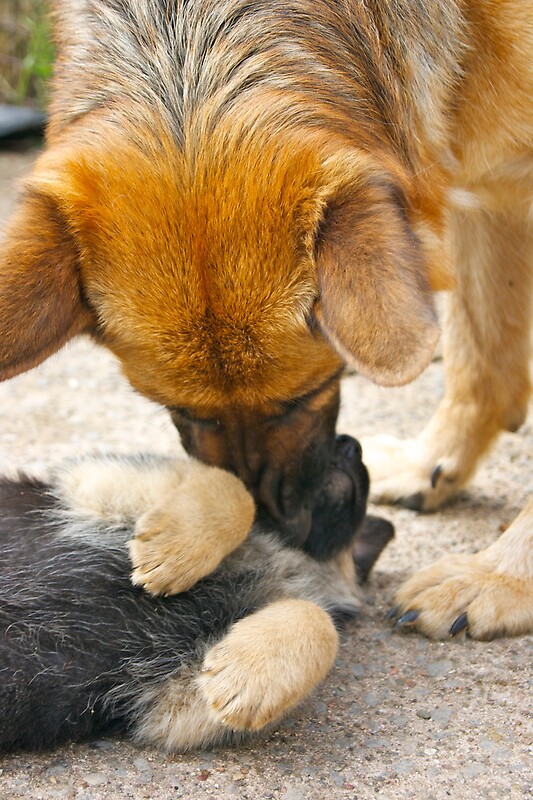 mothering-german-shepherd-mum-and-pup-by-lou-wilson-redbubble