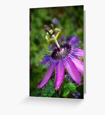 Purple passion flower Greeting Card