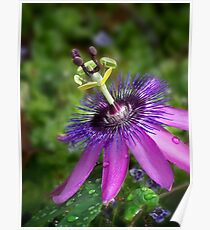Purple passion flower Poster