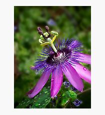 Purple passion flower Photographic Print