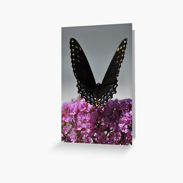 V Wings Greeting Card