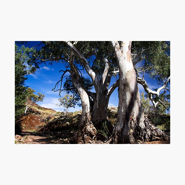 Item preview, The Heysen Trail at Flinders Ranges designed and sold by Jessy Willemse.