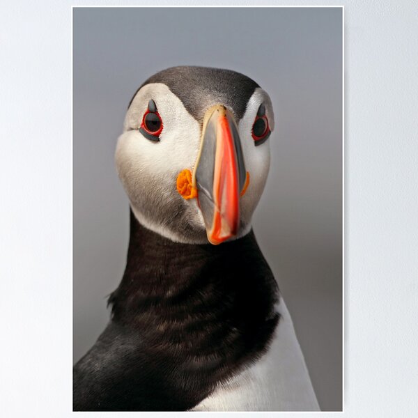 Item preview, Puffin Portrait designed and sold by Rob Lavoie.