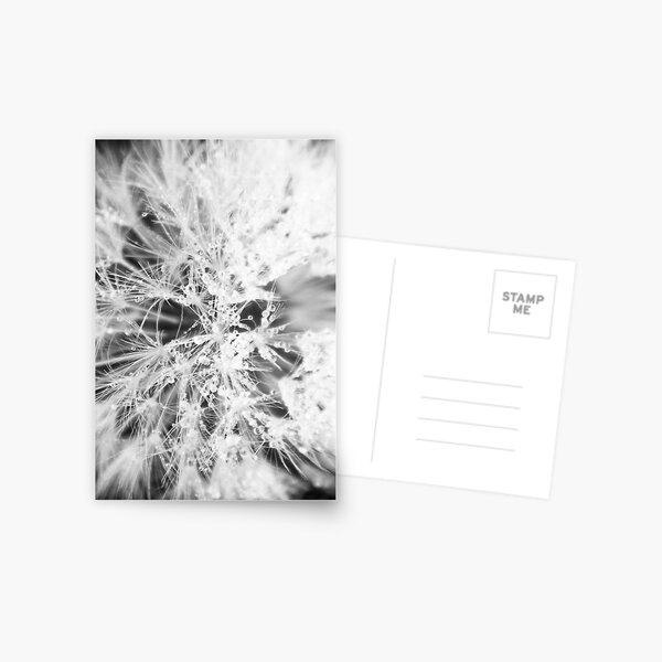 Dandelion, Close up. Postkarte