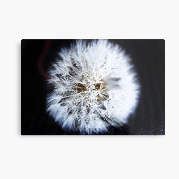 Dandelion Metallbild