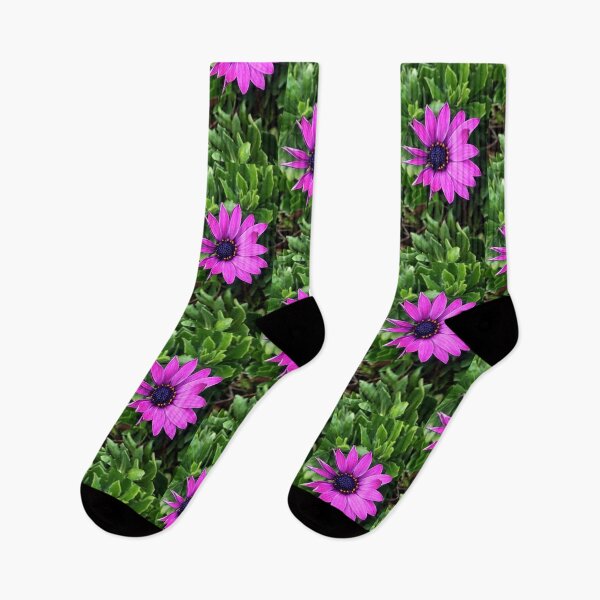 Item preview, Magenta African Daisy designed and sold by ZelosEyes.