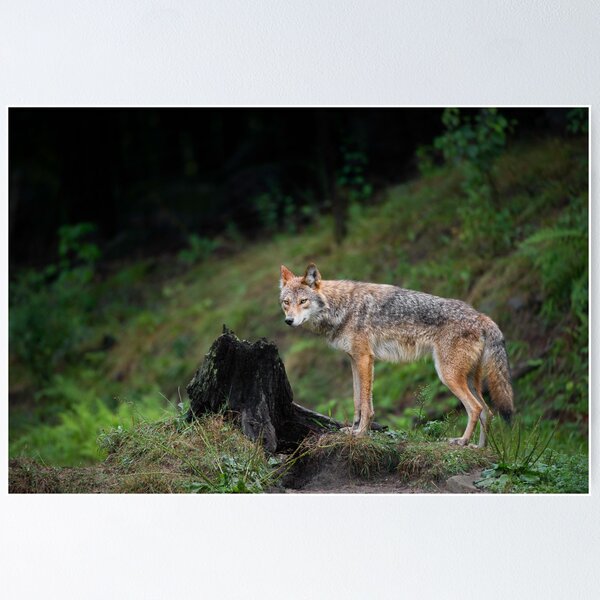 Artikelvorschau, Coyote entworfen und verkauft von Daniel Parent.
