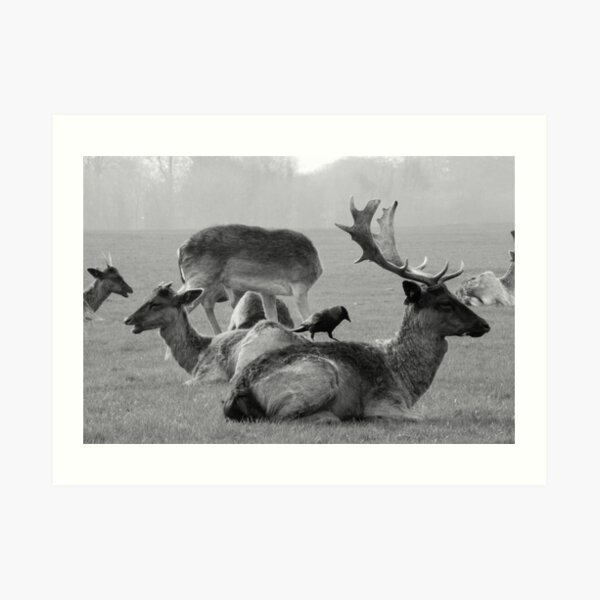 Wild Deer & Blackbird, Phoenix Park, Dublin Art Print