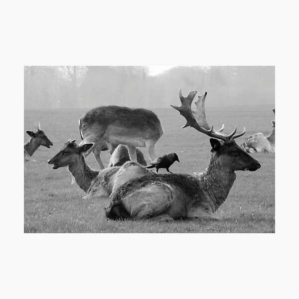 Wild Deer & Blackbird, Phoenix Park, Dublin Photographic Print