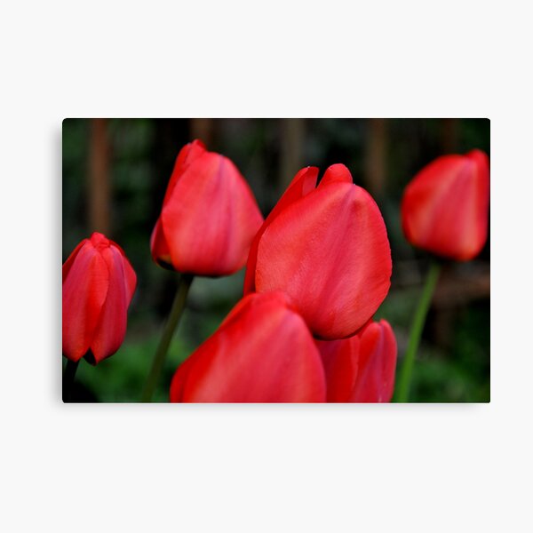 Aperçu de l'œuvre backyard tulipes créée et vendue par Daidalos.