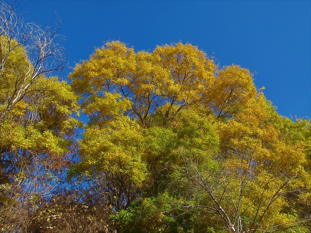 yellow autumn trees